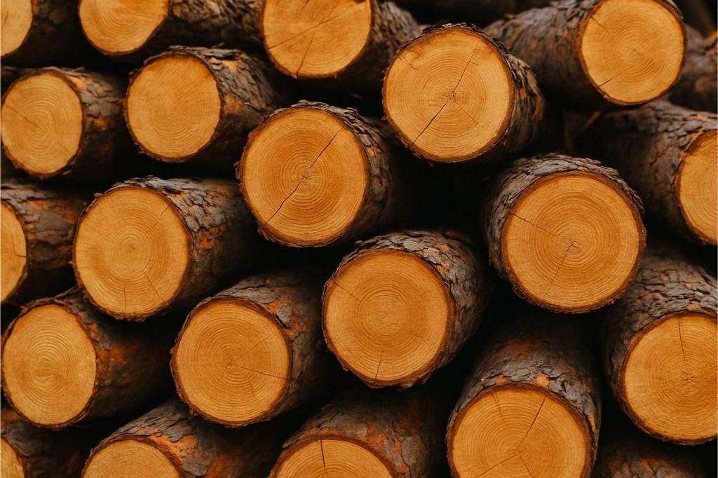 Close-up of stacked tree logs with visible bark and growth rings